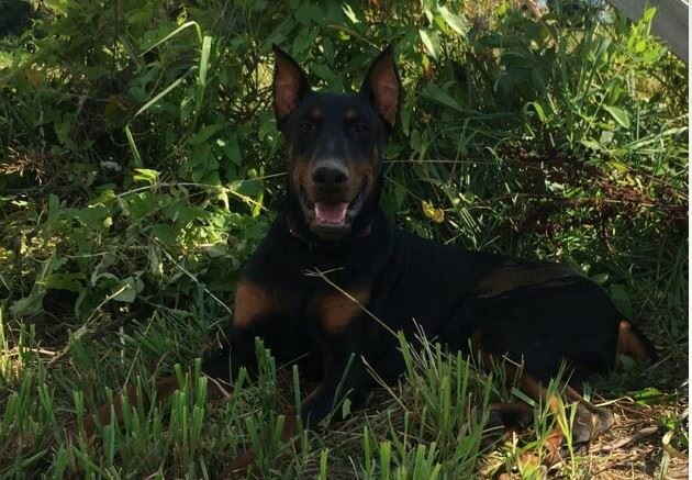 Relaxing in the shade